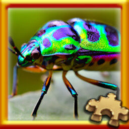 Bug