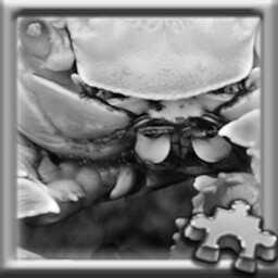 Crab