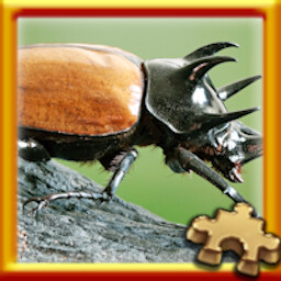 Beetle