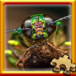 Bug