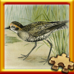 Small Bird