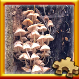 Mushrooms
