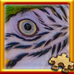 Parrot