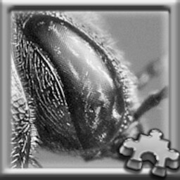 Bug