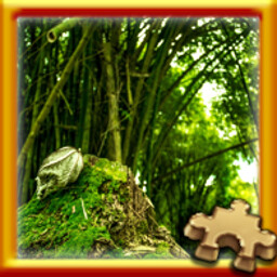 Bamboo