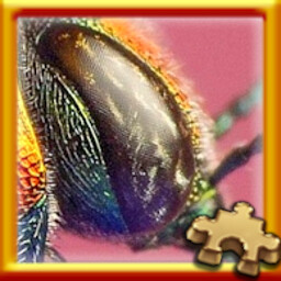 Bug