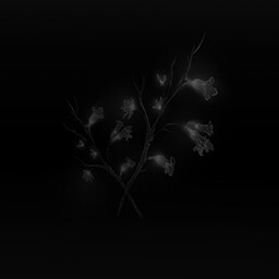 Ailur's Omens