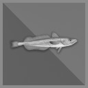 100 kg Silver Hake
