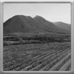 Huge plantations