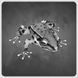 Frog