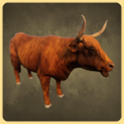 Highland Cattle
