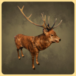 Stag