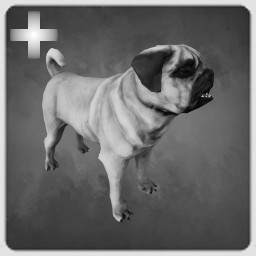 Pug