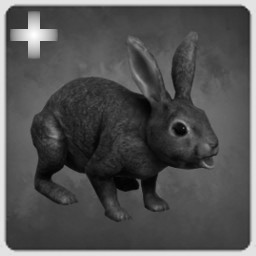 Rabbit