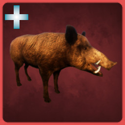 Wild Boar