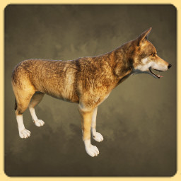Wolf