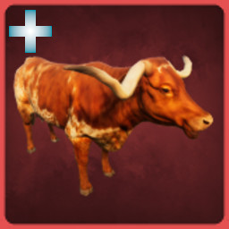 Longhorn Cattle