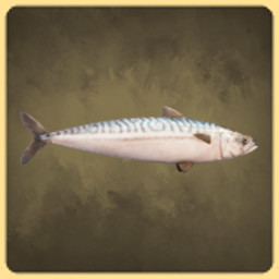 Mackerel