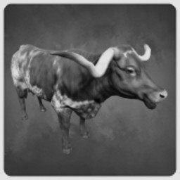 Longhorn Cattle