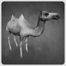 Camel