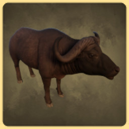 Buffalo