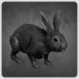 Rabbit