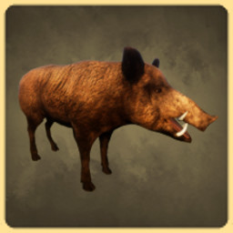 Wild Boar
