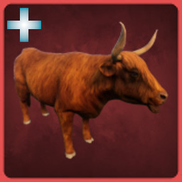 Highland Cattle