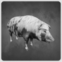 Pig