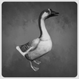 Goose