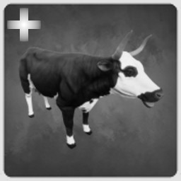 Cattle