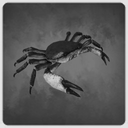 Crab