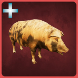 Pig