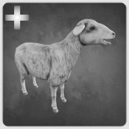 Sheep