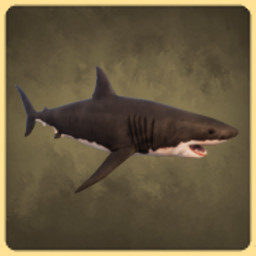 Shark