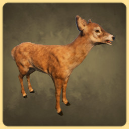 Doe