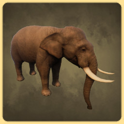 Asian Elephant