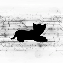 Cat bam-bam