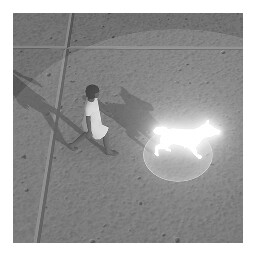 WALKING THE HUMAN