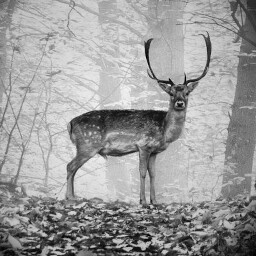 Deer Crossing