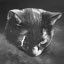 Scaredy Cat