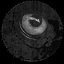 Eye of the Wolf