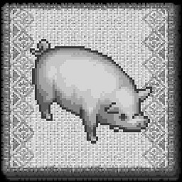 Young Pig