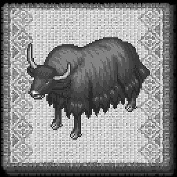 Young Yak Cow