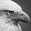 Eagle Eye