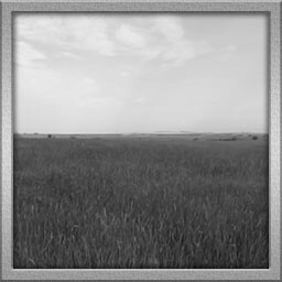Plains Biome