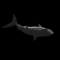 Shark Hunter