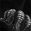 Research:  Phyta