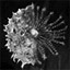 Research:  Cephad Zoa