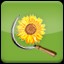 Harvest Sunflower (1)
